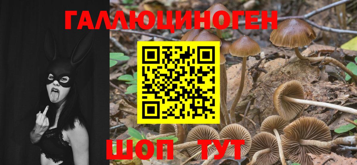 Донской  Галлюциногенные грибы прущие грибы  Вход с VPN 